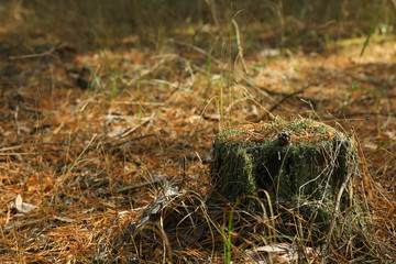 Stump with moss in forest, space for text