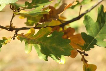 Branch with oak leaves, close up and space for text