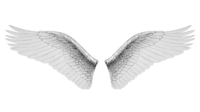 White wings isolated on white background, 3D rendering