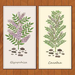 Herbs, spices and seasonings collection. Vector hand drawn illustration of glycyrrhiza plant. Cyrilic letters. English translation glycyrrhiza