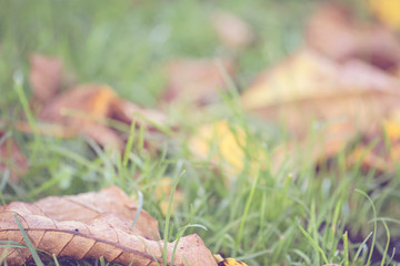Autumn background. Hazy defocused colorful autumn leaves on the grass. Dry leaves texture. Fall blurred background.