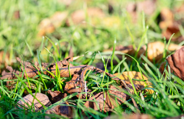 Autumn background. Hazy defocused colorful autumn leaves on the grass in sunny day. Dry leaves texture. Fall blurred background.