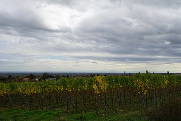 Fototapeta na wymiar Panoramablick von den Weinbergen in Edenkoben