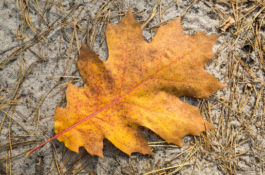Autumn leaves of canadian oak close up.