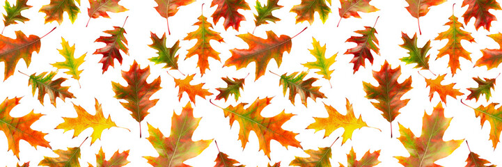 Obraz premium Seamless pattern of autumn oak leaves isolated on a white background. Bright multi-colored oak leaves