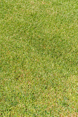 Lush green grass for a background. Yard care and lawn care in the suburbs. 