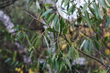 Beautiful tree with green leaves in the Park