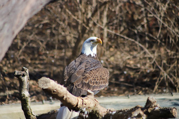 Bald Eagle sits on a tree branch and looks over its shoulder