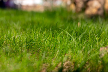 green grass texture. side view. blur background