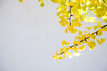Herbststimmung - gelb gefärbte Blätter an einem Ast isoliert vor hellen Hintergrund und Textfreiraum
