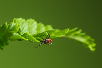 Wood tick hangs on a leaf. Green background. Lurking wood tick.