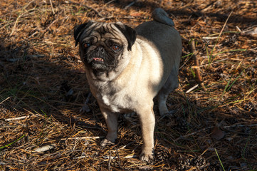 pug came to the forest for a walk