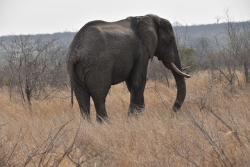 elephant in kenya