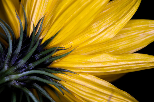 Helianthus salicifolius, common names willowleaf sunflower and column flower native to North America, macro with shallow depth of field 