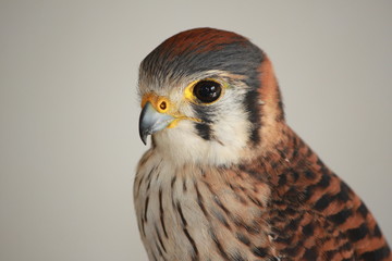 female american kestrel portrait