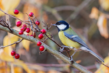 great tit sits on a branch with red berries