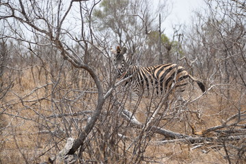 zebra in africa