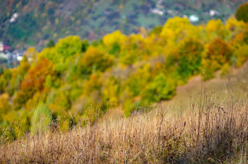 Dry grass on a background of mountains close-up