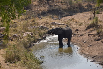 Fototapeta premium elephants in water