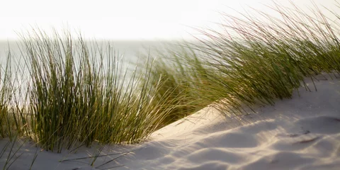 grünes Gras am Strand mit geringer Schärfentiefe und Meer im Hintergrund © Felix Busse Phtgrphy
