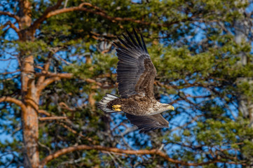 White-tailed eagle  in flight. Scientific name: Haliaeetus albicilla, Ern, erne, gray eagle, Eurasian sea eagle and white-tailed sea-eagle. Summer season.