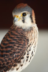 female kestrel falcon plumage portrait