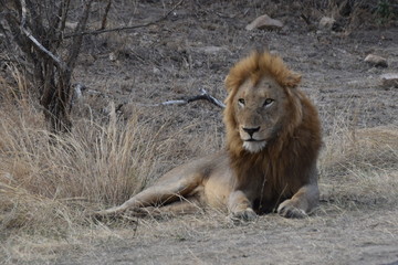portrait of a lion © HamburgNews
