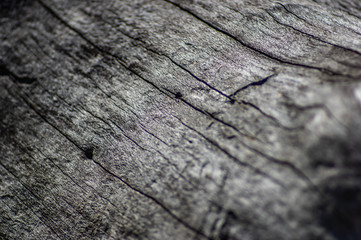 Old dry wood closeup