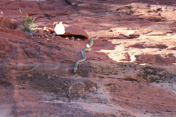 Snake in Sedona Arizona - American Desert