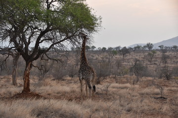 giraffe in kenya