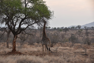 giraffe in africa