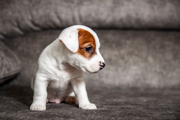 The puppy of breed Jack Russell Terrier