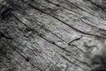 Old dry wood closeup