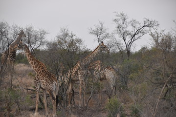 giraffe in africa