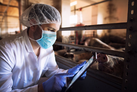 Veterinarian Animal Doctor At Pig Farm Checking Health Status Of Pigs Domestic Animals On His Tablet Computer In Pigpen. Health Concept. Food Quality Control And Meat Inspection.