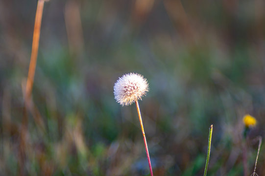 Dandelion in the dew close-up