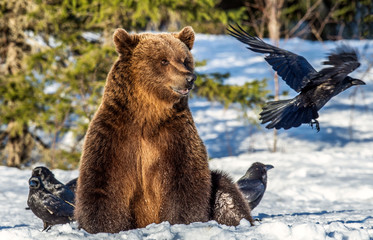 Brown Bear and ravens on a snow-covered swamp in the winter forest. Sunset light. Eurasian brown bear, Scientific name: Ursus arctos arctos. Natural habitat.