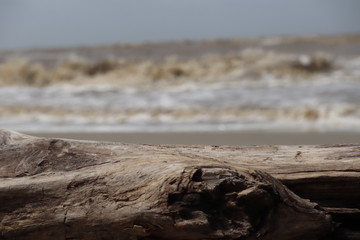 Driftwood on the beach