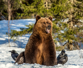 Obraz premium Brown Bear and ravens on a snow-covered swamp in the winter forest. Sunset light. Eurasian brown bear, Scientific name: Ursus arctos arctos. Natural habitat.