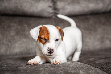 The puppy of breed Jack Russell Terrier