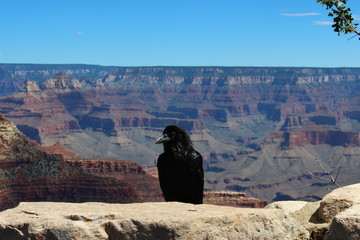 Raven in the Grand Canyon Arizona - American Desert