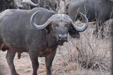 Naklejka premium buffalo in field