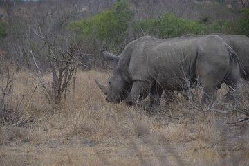 Fototapeta premium rhinoceros in africa