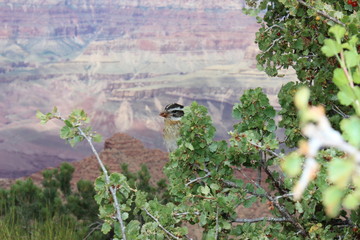 Wildlife in the Grand Canyon Arizona - American Desert