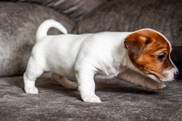 The puppy of breed Jack Russell Terrier