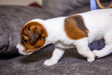 The puppy of breed Jack Russell Terrier