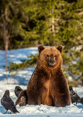Obraz premium Brown Bear and ravens on a snow-covered swamp in the winter forest. Sunset light. Eurasian brown bear, Scientific name: Ursus arctos arctos. Natural habitat.