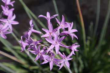 Star shaped purple flowers