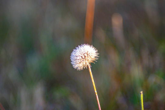 Dandelion in the dew close-up