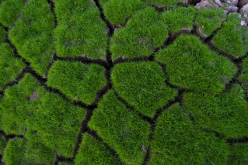 Green grass grow on cracked soil background texture. Element of design